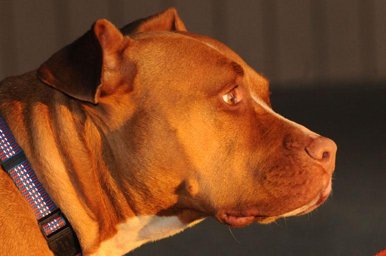 Pit Bulls: Reclaiming Americas Dog