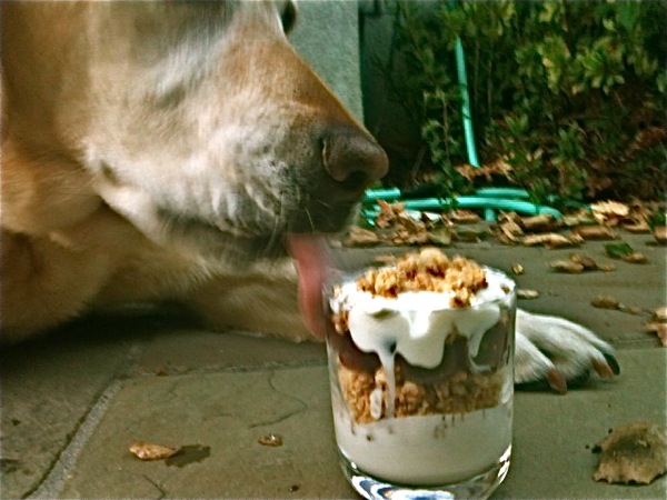 Logger, my eight year old Lab, enjoyed a lick of the yogurt parfait after a run at the park.